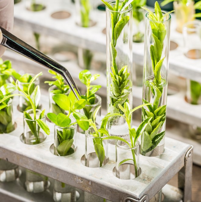 Plant Recombinant DNA Technology